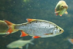 Transzneművé válnak a halak a szennyvizekbe kerülő vegyi anyagok miatt