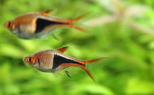 Rasbora heteromorpha