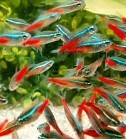 Neonhal: élő eleségért az akvárium leghálásabb lakója