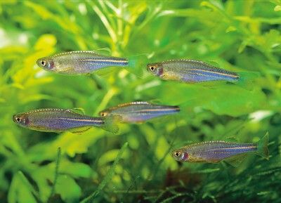 Danio albolineatus