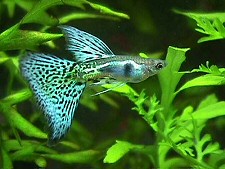Szivárványos guppi: a kezdők hala izgalmas nemi életet él