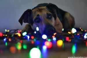 Karácsonyfa díszítés: nézd meg, hogyan csinálják a kutyák! - videó