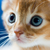 Hihetetlen: megtaláltuk a legviccesebb macskás videót!