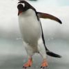 Perpatvar a pingvineknél
