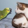 Papagájos macska-wellness