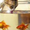 Hal ízű víz cicáknak?