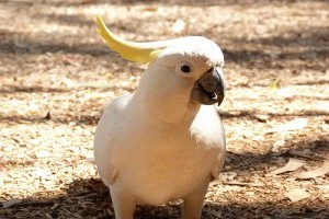Snowball, a híres kakadu