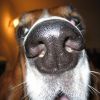 Mennyire jó a kutyák szaglása?