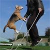 Videón a legügyesebb ugrókötelező beagle