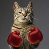 A bokszoló macska