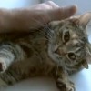 Ötfülű cicát találtak Oroszországban