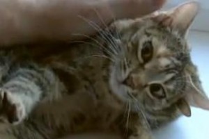 Ötfülű cicát találtak Oroszországban