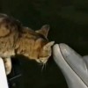 A cica és a delfin barátsága - videó
