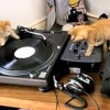 A három DJ cica -vicces videó