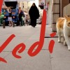 Filmajánló nem csak macskásoknak: Kedi-Isztambul macskái