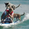 Nyári kutyás sport: szörf kutyával