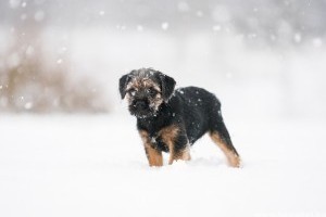 Havazás: erre figyelj, ha kutya, macska, vadászgörény van a családban!