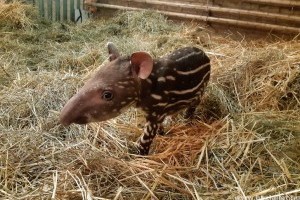 Te milyen nevet adnál a budapesti állatkert cuki tapírjának?
