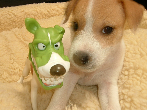 jack-russell-terrier-kolyok