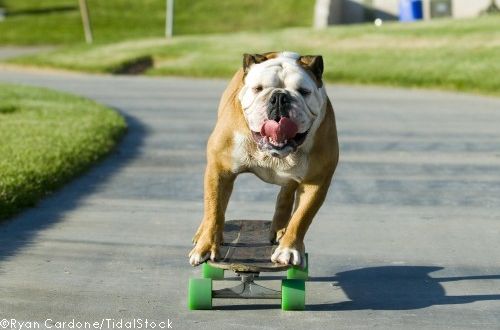 Tillman, a gördeszkás bulldog