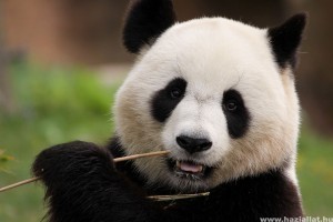 Mindenki kedvence: a panda
