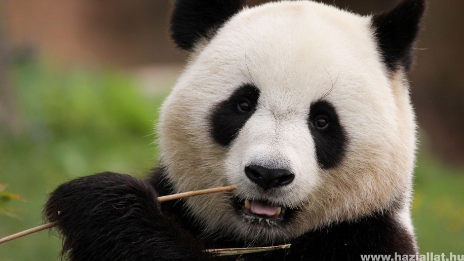 Mindenki kedvence: a panda