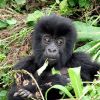 Bambusztól részegedtek le a hegyi gorillák