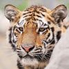 A szibériai tigris (Panthera tigris altaica)