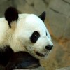A panda (Ailuropoda melanoleuca)
