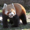 A vörös panda (vörös macskamedve, Ailurus fulgens)