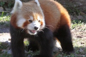 A vörös panda (vörös macskamedve, Ailurus fulgens)