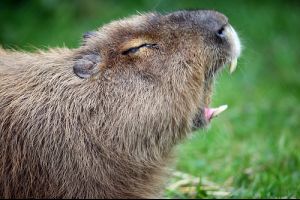 A vízidisznó vagy kapibara (Hydrochoerus hydrochaeris)