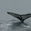 Hogyan befolyásolja az éghajlat a szürke bálna szaporodását és fennmaradását?