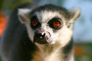A gyűrűsfarkú maki (Lemur katta) - 1. rész