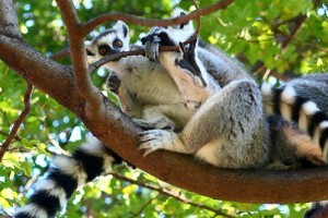 A gyűrűsfarkú maki (Lemur katta) - 2. rész