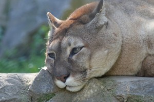 A puma (1993 óta Puma concolor, előtte Felis concolor) élőhelye és szokásai