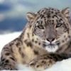 A hópárduc vagy más néven irbisz (Unica uncia, vagy Panthera unica)