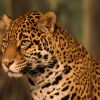 A jaguár (Panthera onca)