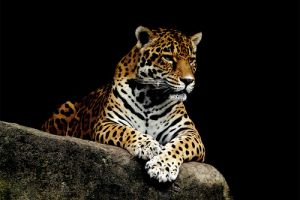 A jaguár (Panthera onca)