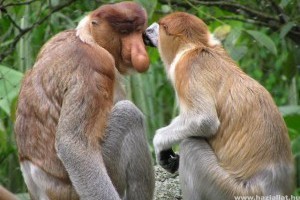 Amit tudni érdemes a borneói nagyorrú majomról