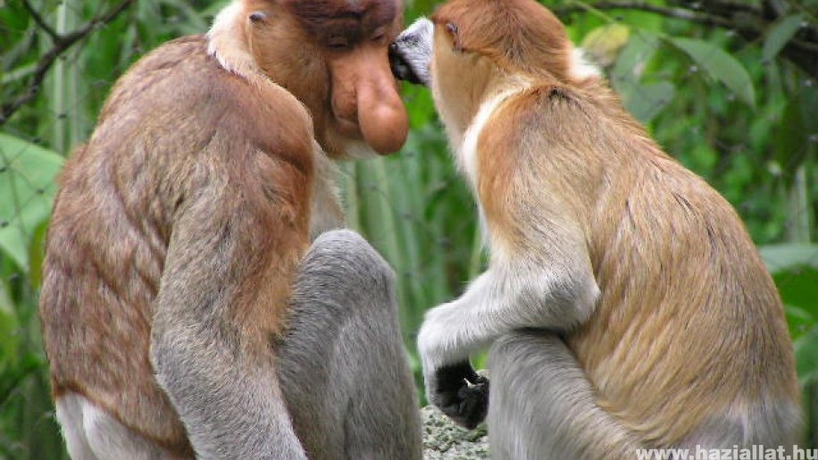 Amit tudni érdemes a borneói nagyorrú majomról