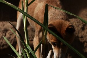 A dingó (Canis lupus dingo) – Ausztrália vad kutyája