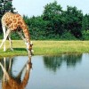 Mit kell tudni a zsiráf nyakáról?
