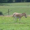 Az ázsiai vadszamár (Equus hemionus kulan)