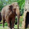 Az ázsiai elefánt (Elephas maximus)