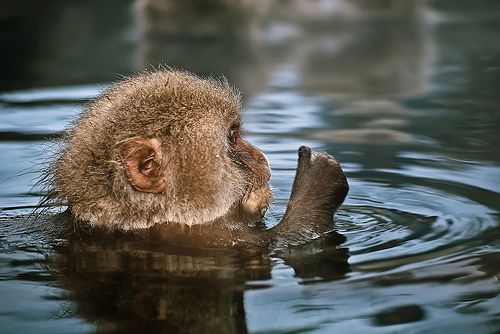 Úszó majom