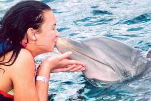 Mit kell tudni a delfinekről? – 2. rész