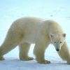 A jegesmedve (Ursus maritimus, korábban Thalarctos maritimus) - 1. rész