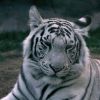 A fehér tigris (Panthera tigris tigris mutatio alba)