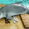 Folyami delfinfélék